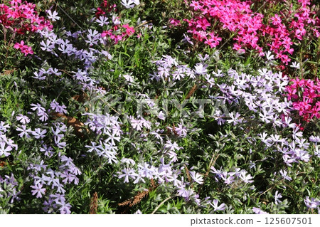 淺紫色和粉紅色的苔蘚福祿考花在春天的花園裡盛開 125607501