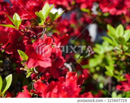Red azalea in full bloom. Copy space. A striking red. A memorable red. Enjoy the wonder of nature. Red azalea in full bloom. Copy space. A striking red. A memorable red. Enjoy the wonder of nature. 125607729