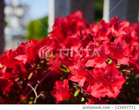 Red azalea in full bloom. Copy space. A striking red. A memorable red. Enjoy the wonder of nature. Red azalea in full bloom. Copy space. A striking red. A memorable red. Enjoy the wonder of nature. 125607751