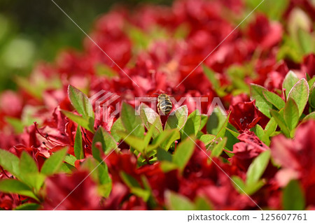 Kirishima Azalea and Honeybees 125607761