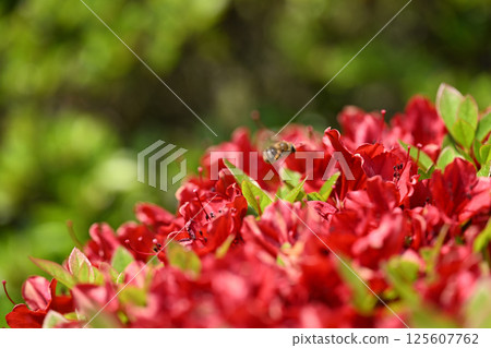 霧島杜鵑花與蜜蜂 125607762