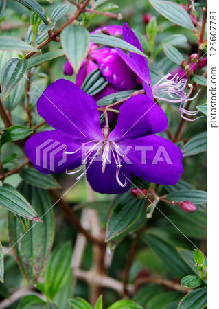 Shikonno按鈕 Shikonno按鈕 125607781