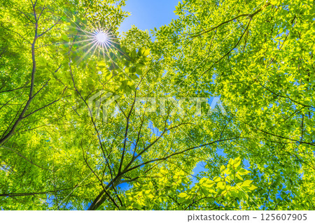 日本橫濱城市景觀。新綠的季節。陽光透過樹木…綠色植物的圖像…=4 月 30 日 125607905
