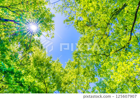 日本橫濱城市景觀。新綠的季節。陽光透過樹木…綠色植物的圖像…=4 月 30 日 125607907