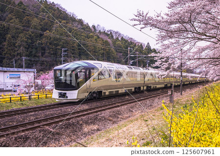 [Miyagi Prefecture_Shiraishi River Bank Hitome Senbonzakura] Cherry Blossom Tree-lined Path and Shiki-shima 125607961