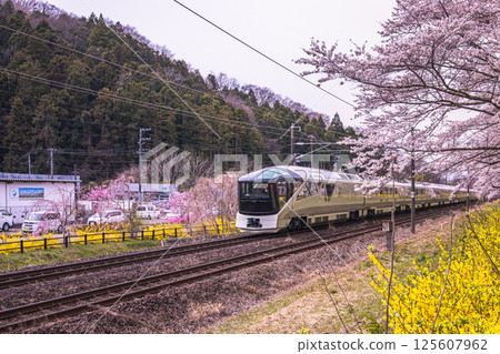 [Miyagi Prefecture_Shiraishi River Bank Hitome Senbonzakura] Cherry Blossom Tree-lined Path and Shiki-shima 125607962