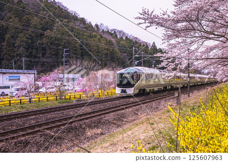 [宮城縣_白石川岸一人千本櫻]櫻花林蔭道與敷島 125607963