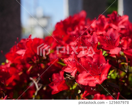 Azaleas that make you feel the early summer. A striking red. A color that can only be produced by nature. Perfect for copy space. Azaleas that make you feel the early summer. A striking red. A color that can only be produced by nature. Perfect for copy space. 125607978