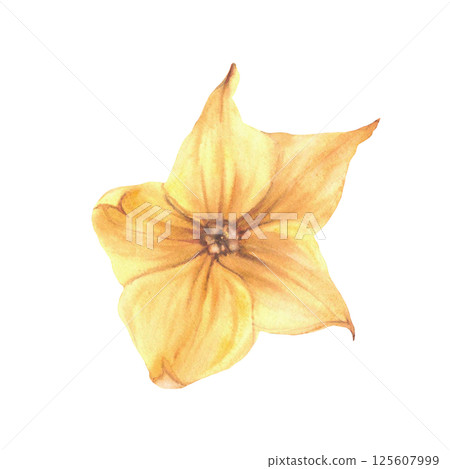 Yellow cucumber flowers. Watercolor blooming garden plant vegetables. Botanical realistic hand drawn illustration for for seeds, gardening, farm crops, food, cosmetic label. Isolated from background Yellow cucumber flowers. Watercolor blooming garden plant vegetables. Botanical realistic hand drawn illustration for for seeds, gardening, farm crops, food, cosmetic label. Isolated from background 125607999