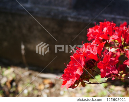 Azaleas that make you feel the early summer. A striking red. A color that can only be produced by nature. Perfect for copy space. 125608021