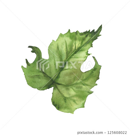 Cucumber green leaf. Watercolor illustration hand drawn Botanical vegetable farm plant. Clipart perfect for vegetarian food label, eco, cosmetic prints, floral design. Isolated from background clipart 125608022