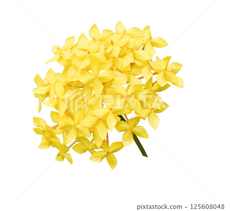 Close-up of a shiny yellow Ixora flower on a white background . Close-up of a shiny yellow Ixora flower on a white background . 125608048