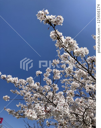 Cherry blossoms in full bloom under blue sky Cherry blossoms in full bloom under blue sky 125608174