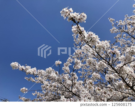 Cherry blossoms in full bloom under the blue sky 125608175