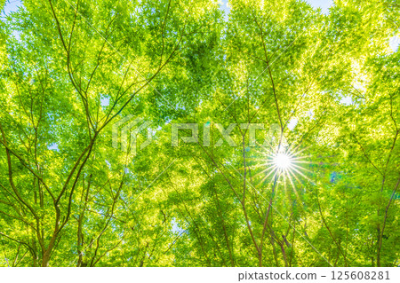 Yokohama cityscape in Japan. The season of fresh greenery. Sunlight filtering through the trees. Image of greenery. April 30th. Yokohama cityscape in Japan. The season of fresh greenery. Sunlight filtering through the trees. Image of greenery. April 30th. 125608281