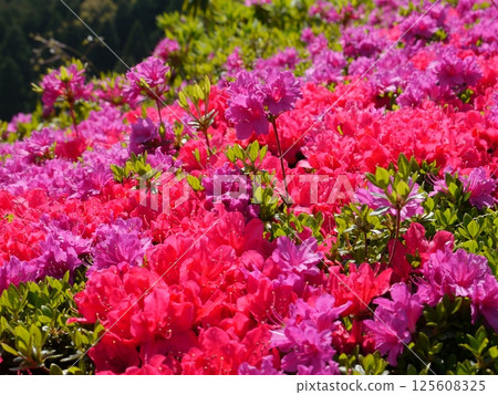 山間盛開的杜鵑花（熱海姬之澤公園） 125608325