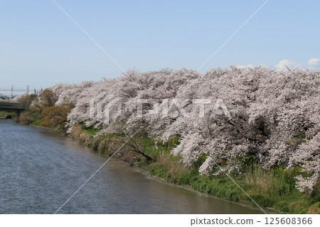 Scenery of Somei-Yoshino cherry blossoms blooming along the Motoarakawa River in Saitama Prefecture in spring 125608366