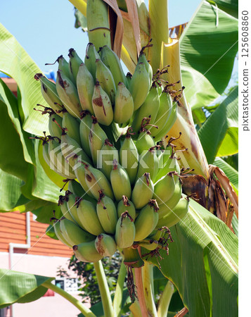 A green bananas grow in cluster on banana plant, surrounded by large green leaves, showcasing their fresh and vibrant appearance 125608860