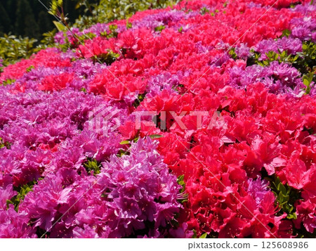 盛開的杜鵑花（熱海市姬澤公園） 125608986