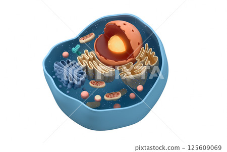 homeostasis, organelle, nucleolus 125609069