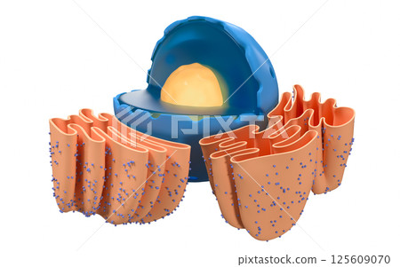 homeostasis, organelle, nucleolus 125609070
