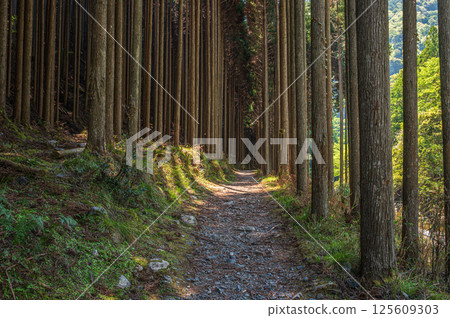 Hiking trail through coniferous forest, Kyoto City Hiking trail through coniferous forest, Kyoto City 125609303