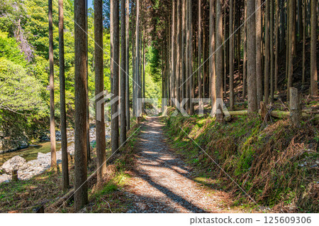 Hiking trail through coniferous forest, Kyoto City 125609306
