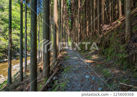 Hiking trail through coniferous forest, Kyoto City 125609308