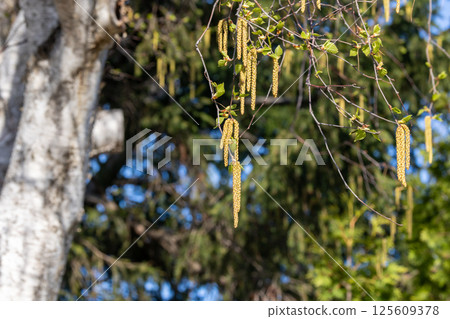Birch Pollen Pollinosis 125609378
