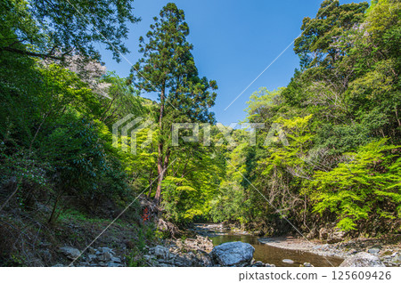 Kyoto's clear stream, Kiyotaki River, Ukyo Ward, Kyoto City 125609426