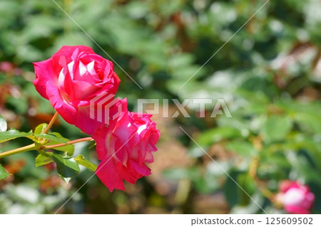 紅白花瓣的玫瑰花——愛情 125609502