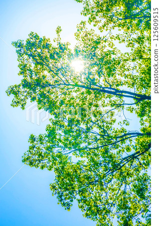 Sunlight through the fresh green 125609515