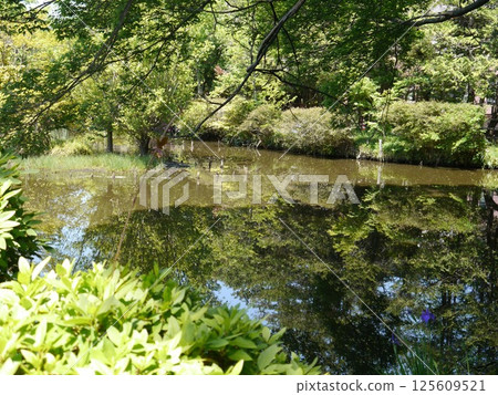Karasuyama Benten Pond (Tokyo's 57 Best Springs) 125609521