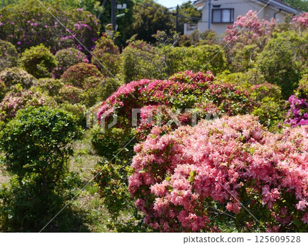 Nishizawa Azalea Garden (Setagaya Ward) Nishizawa Azalea Garden (Setagaya Ward) 125609528