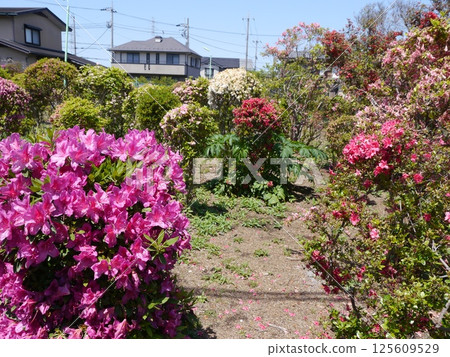 西澤杜鵑花園(世田谷區) 西澤杜鵑花園(世田谷區) 125609529