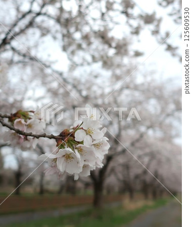 Cherry blossoms at Kajigawa River Control Memorial Park, Shibata City, Niigata Prefecture 125609530