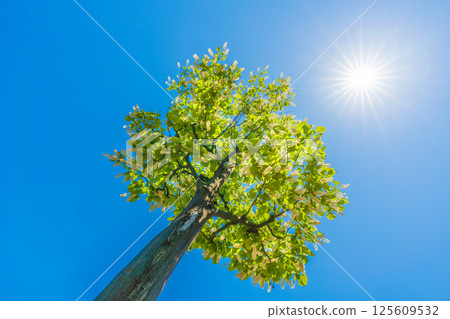 日本橫濱城市景觀。白雲樹的綠白色格外引人注目。花語是莊嚴、愛的旅程、快樂的人=30 日本橫濱城市景觀。白雲樹的綠白色格外引人注目。花語是莊嚴、愛的旅程、快樂的人=30 125609532