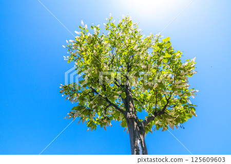 日本橫濱城市景觀。白雲樹的綠白色格外引人注目。花語是莊嚴、愛的旅程、快樂的人=30 日本橫濱城市景觀。白雲樹的綠白色格外引人注目。花語是莊嚴、愛的旅程、快樂的人=30 125609603