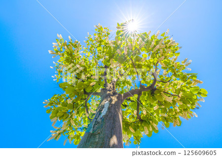 Yokohama cityscape in Japan. The green and white of the white cloud tree stands out. The flower language is grandeur, a journey of love, and a cheerful person = 30th 125609605