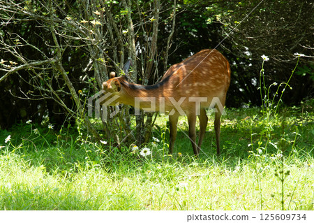 初夏時節，一隻野生小鹿在草叢中進食 125609734