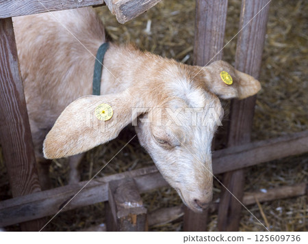 Domestic goat wearing yellow ear tags feeding from wooden straw-covered pen, representing livestock identification practices Domestic goat wearing yellow ear tags feeding from wooden straw-covered pen, representing livestock identification practices 125609736