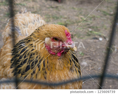 Stunning orange chicken with black stripes, peering out of a wire mesh cage in a beautiful farm or zoo setting Stunning orange chicken with black stripes, peering out of a wire mesh cage in a beautiful farm or zoo setting 125609739