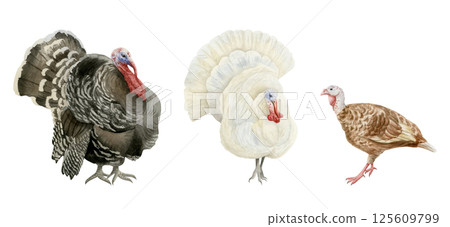 White and black turkeys watercolor illustration set. Male and brown female farm birds hand drawn clip art. Poultry yard animals for fall and Thanksgiving Day realistic designs 125609799