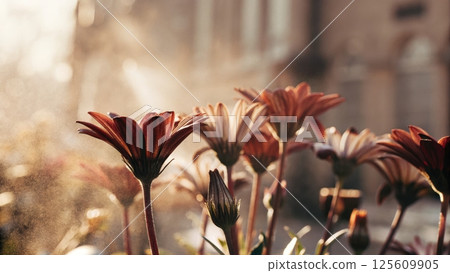 air pollution PM2.5 concept, Beautiful flowers in soft sunlight with a dreamy background 125609905