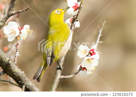 Meiro and plum 125610273