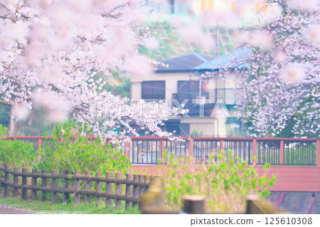 Cherry blossoms at Ayanan Park, Ayase City 125610308