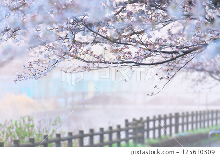 Cherry blossoms at Ayanan Park, Ayase City Cherry blossoms at Ayanan Park, Ayase City 125610309