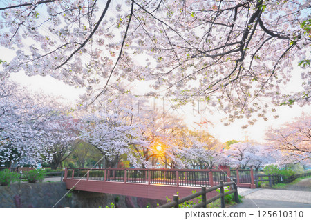 Cherry blossoms at Ayanan Park, Ayase City Cherry blossoms at Ayanan Park, Ayase City 125610310