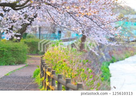 Cherry blossoms at Ayanan Park, Ayase City Cherry blossoms at Ayanan Park, Ayase City 125610313