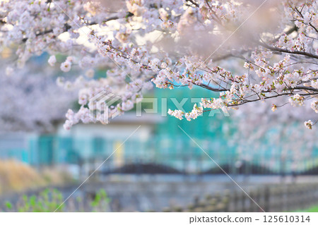 Cherry blossoms at Ayanan Park, Ayase City 125610314